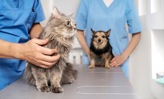 Veterinarian examining a dog at A-Quality Care Veterinary Hospital.