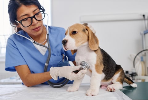 A dog being examined by a veterinarian at A-Quality Care Veterinary Hospital.