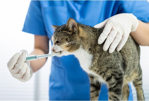 Veterinary clinic exterior with modern architecture and sign for A-Quality Care Veterinary Hospital.