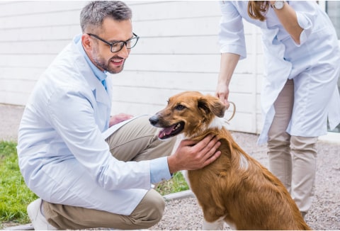 Welcoming entrance of A-Quality Care Veterinary Hospital with modern glass doors and signage.