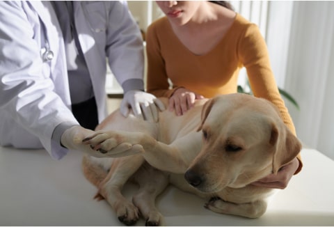 Veterinarian examining dog at A-Quality Care Veterinary Hospital clinic.