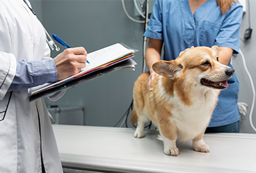 A-Quality Care Veterinary Hospital's wide range of veterinary services, including wellness, illness, and comprehensive care.