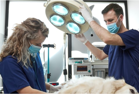 Veterinary clinic exterior with signage for A-Quality Care Veterinary Hospital.