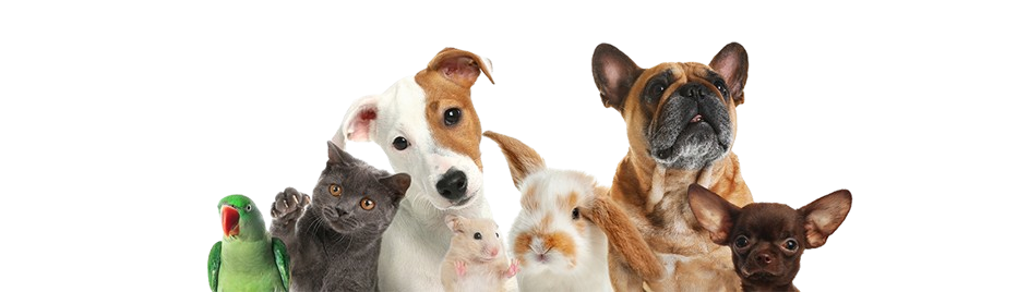 A-Quality Care Veterinary Hospital's professional staff providing compassionate care to pets.